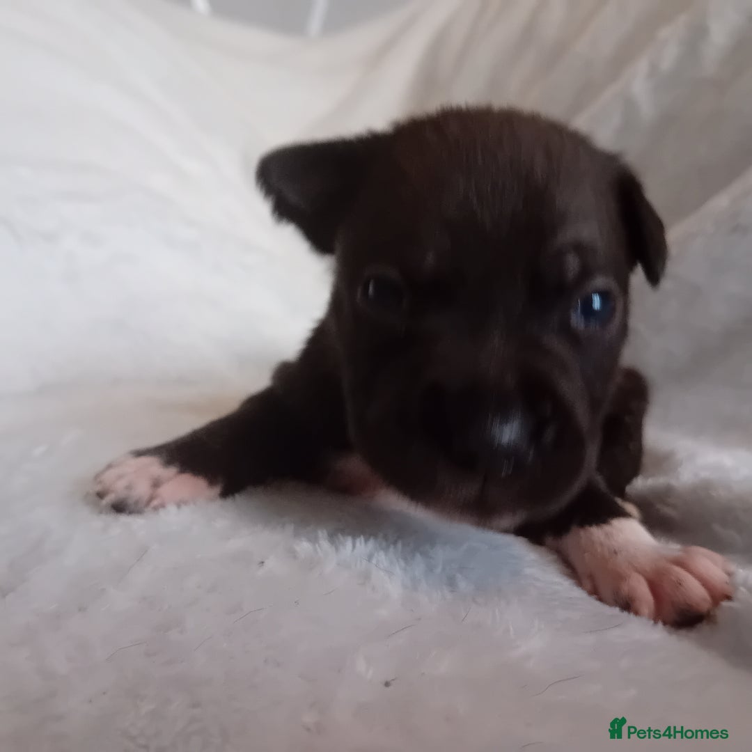 Staffordshire Bull Terrier dogs for sale: Staffordshire bull terrier pups  - Advert 14