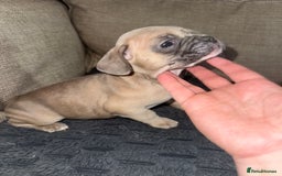 French Bulldog dogs for sale: Litter of mixed colour French bulldog puppies  - Advert 35