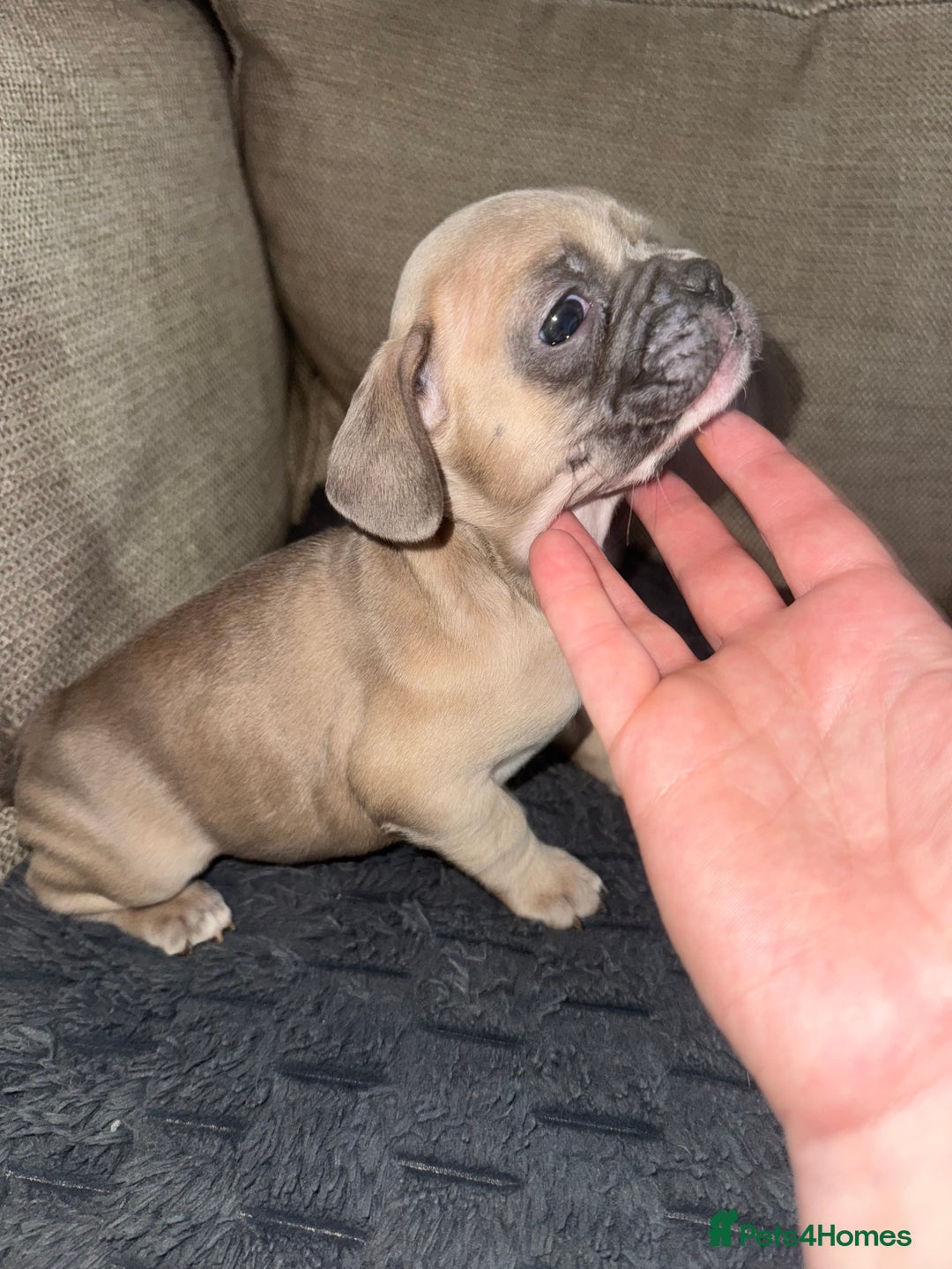 French Bulldog dogs for sale: Litter of mixed colour French bulldog puppies  - Advert 35