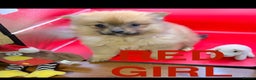 Pomeranian dogs for sale: 6 Adorable Mini/Tiny/ Fluffy Pomeranian Puppies  - Advert 13