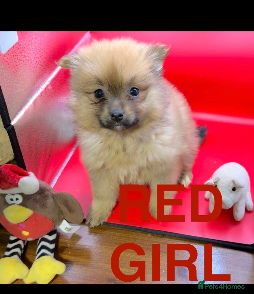 Pomeranian dogs for sale: 6 Adorable Mini/Tiny/ Fluffy Pomeranian Puppies  - Advert 13