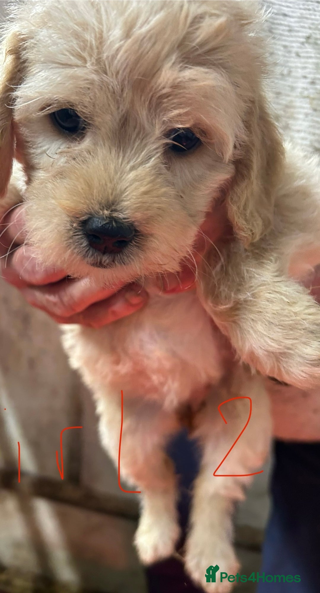 Mixed Breed dogs for sale: Cavapoo Puppies - Advert 33