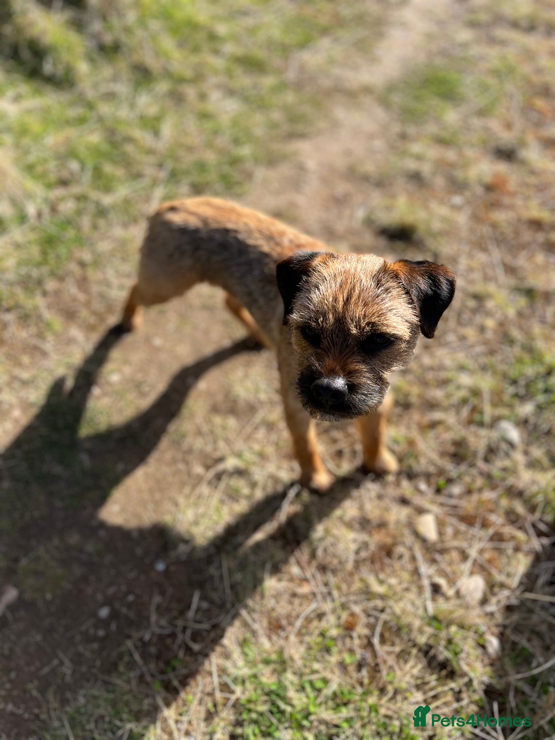 Border Terrier dogs for stud: Border terrier  - Image 4
