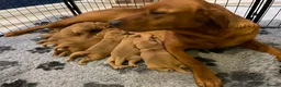 Labrador Retriever dogs for sale: Dark Girl Fox Red Labrador For Sale - Advert 11
