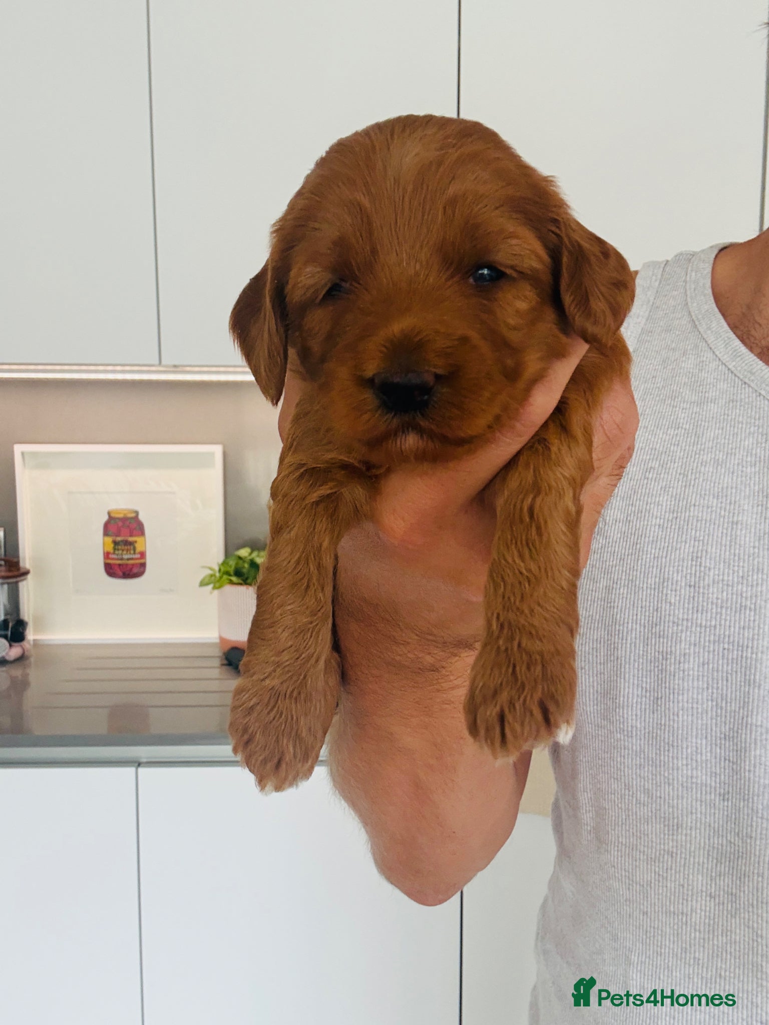 Australian Labradoodle dogs for sale: Stunning Mini Australian Labradoodles Puppies 🐾 - Advert 1