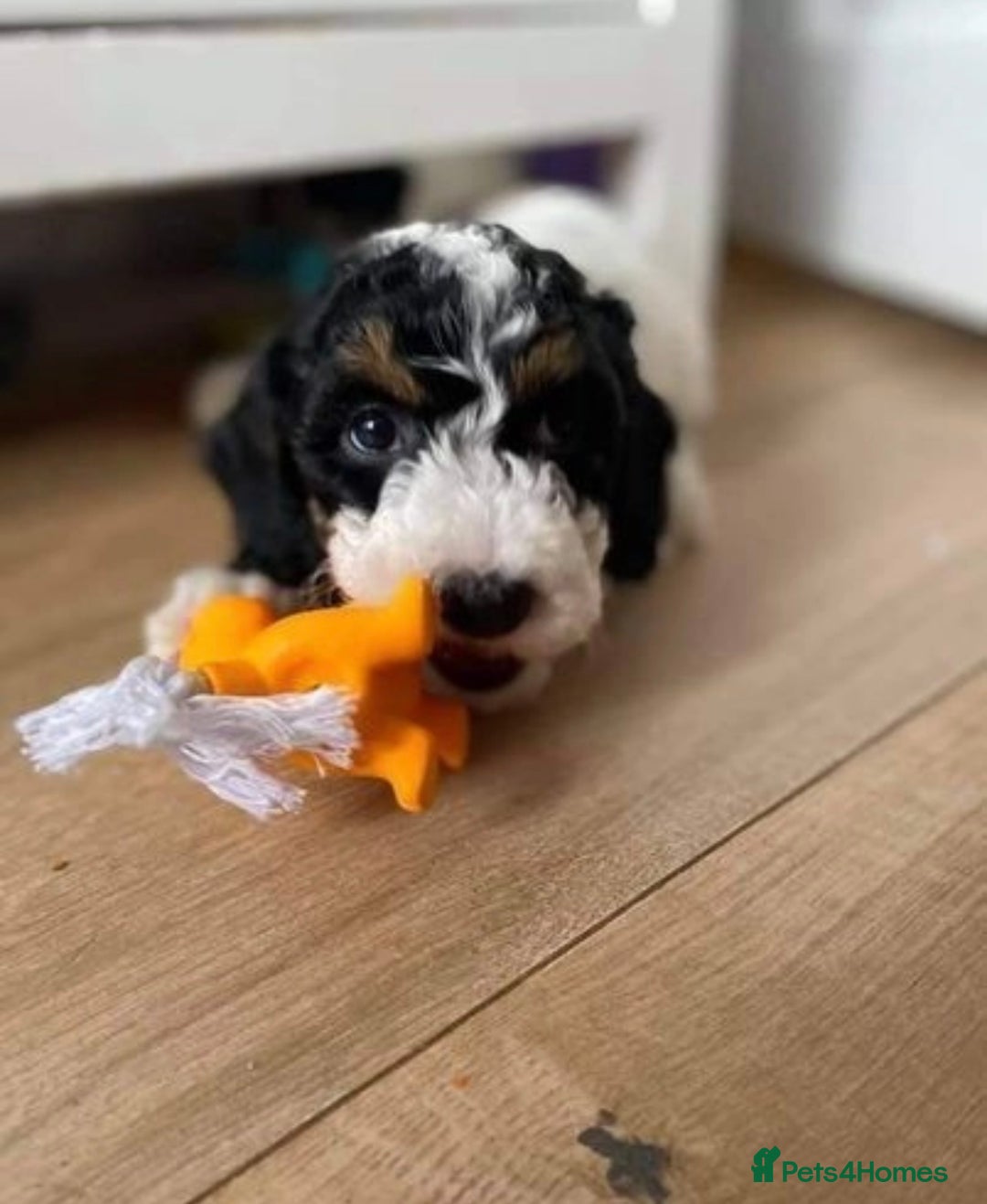 Cockapoo dogs for stud: Experienced Health Testa Cockapoo F1B Stud in Southampton - Image 14