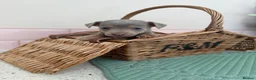 Jack Russell dogs for sale: Much Wenlock stunning puppy  - Advert 27
