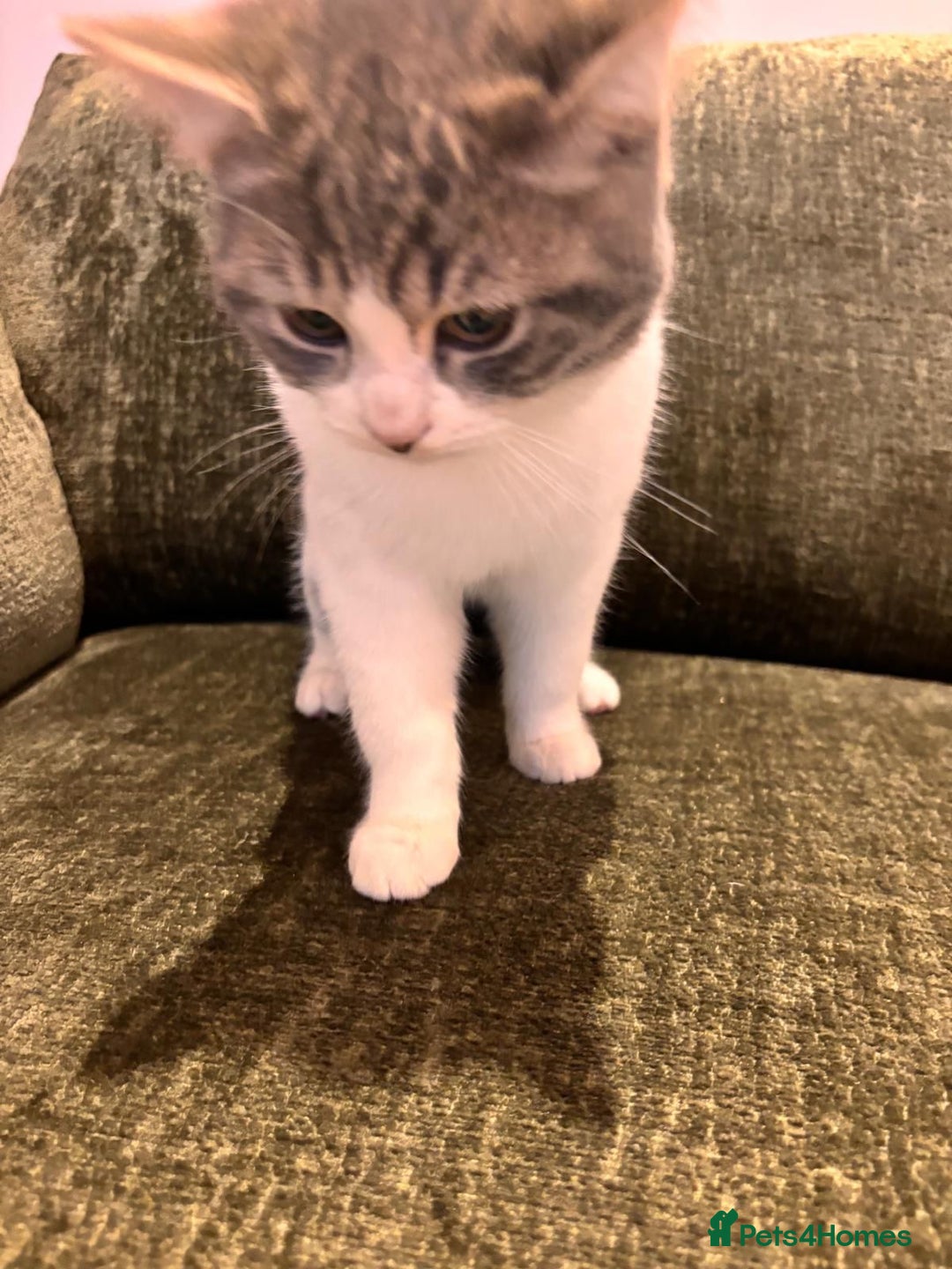 Mixed Breed cats for adoption: 4 month old rescue kitten needs forever home - Advert 3