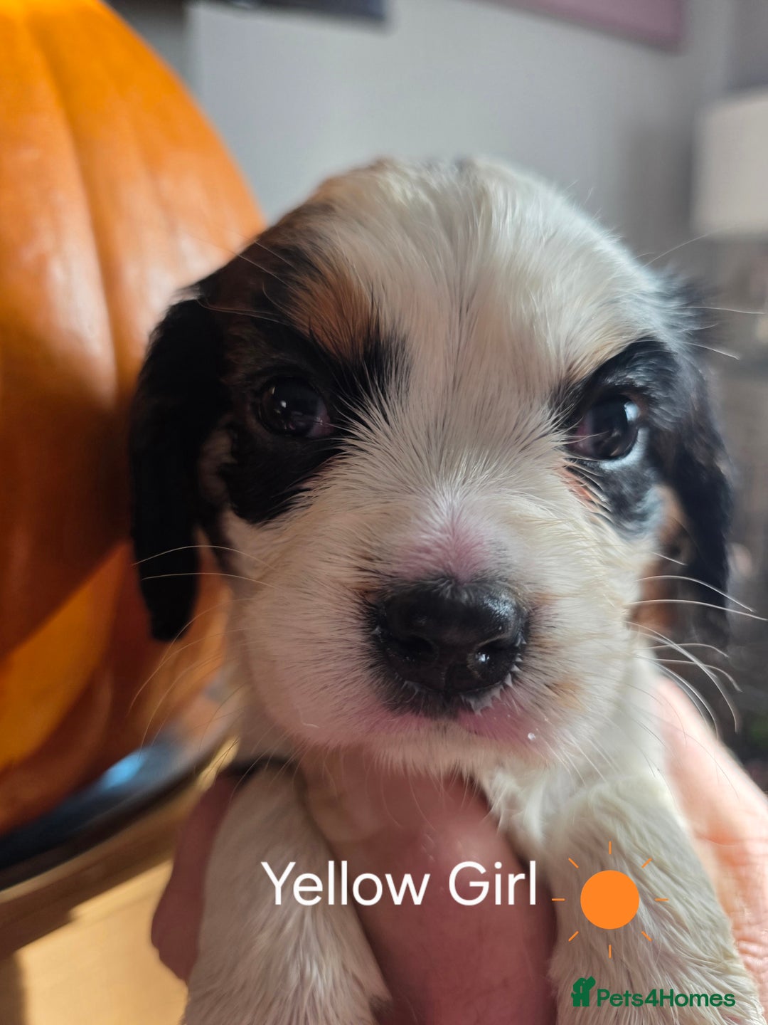 Cockalier dogs for sale: working cocker spaniel  - Image 14