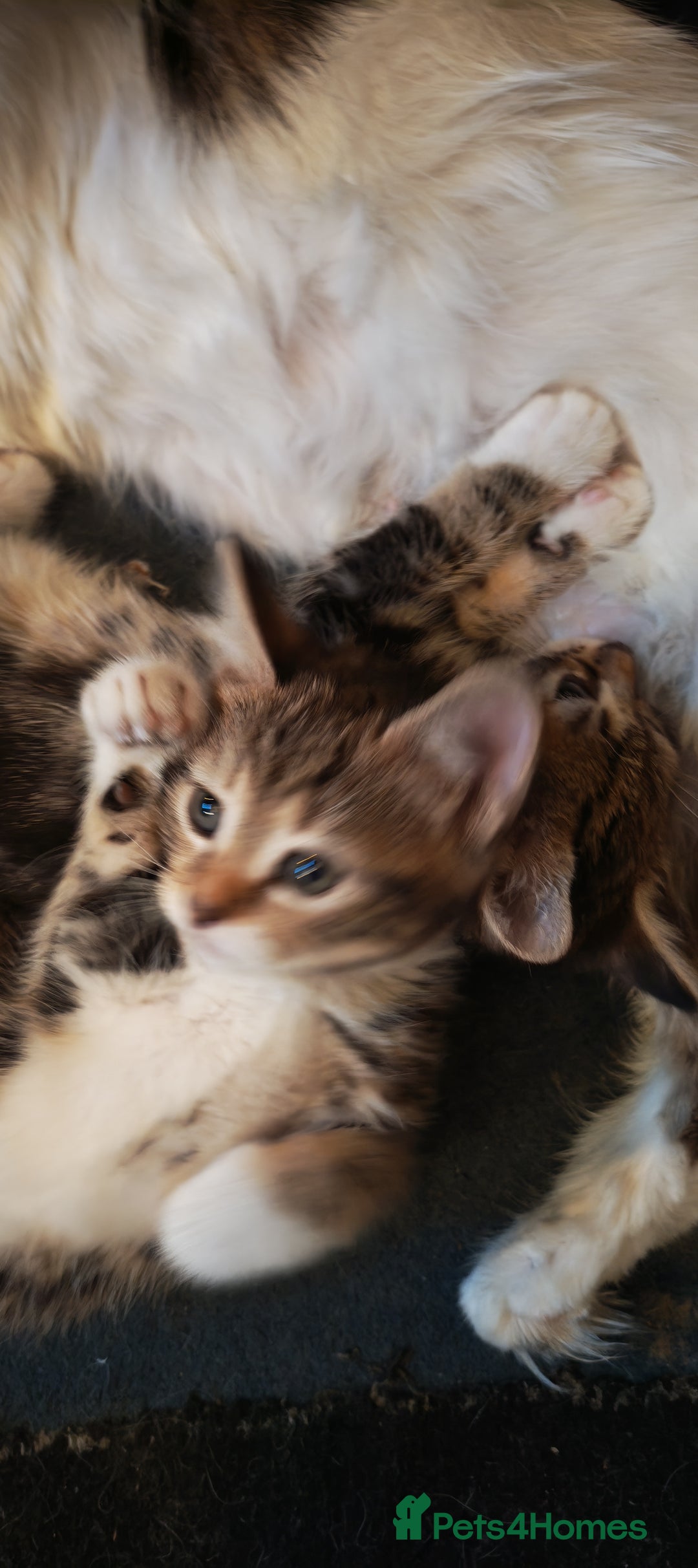 Mixed Breed cats for sale: 8 week old kittens  - Advert 4