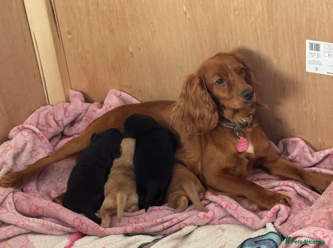 Mixed Breed dogs for sale: Cocker Chow puppies in Solihull - Advert 2