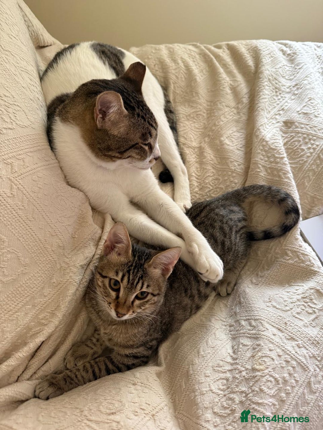 Mixed Breed cats for adoption: Muji & Sol - Affectionate & Chatty indoors pair - Advert 7