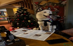 Siberian Husky dogs for stud: Stunning Blue eye Sibrian Husky for Stud  in Liverpool - Image 13