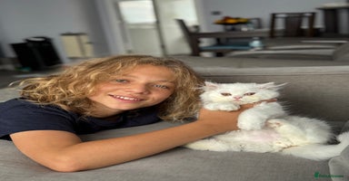 Persian cats - Advert 7