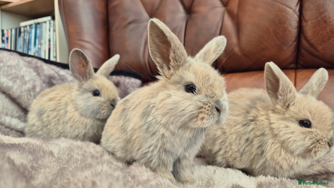 Mini Lop rabbits for sale: Mini lop baby boys ready now.  - Advert 6