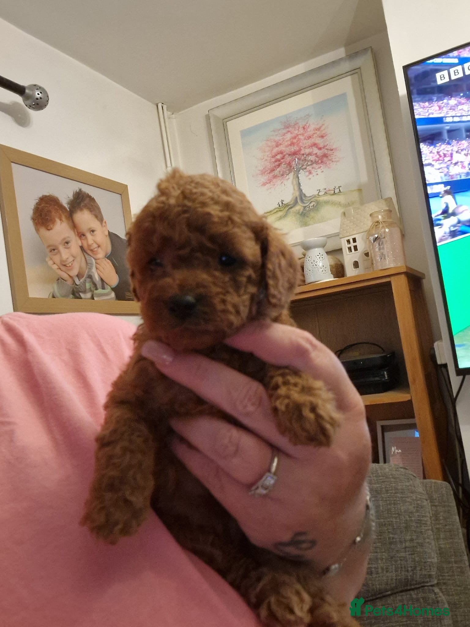 Cavapoo dogs 🐶🌸Stunning F1b Toy Cavapoo’s dark fox red 🐾 - Advert 16
