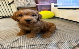 Cockapoo dogs for sale: 5 Adorable Fox Red & Apricot Cockapoo Puppies - Image 23
