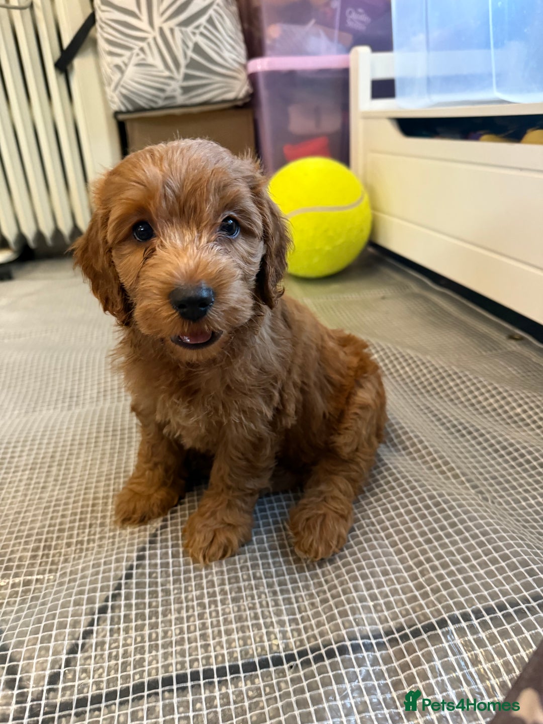 Cockapoo dogs for sale: 5 Adorable Fox Red & Apricot Cockapoo Puppies - Image 23