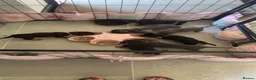 Miniature Dachshund dogs for sale: 7 Black and Tan and Blue miniature Dachshund’s  - Advert 18