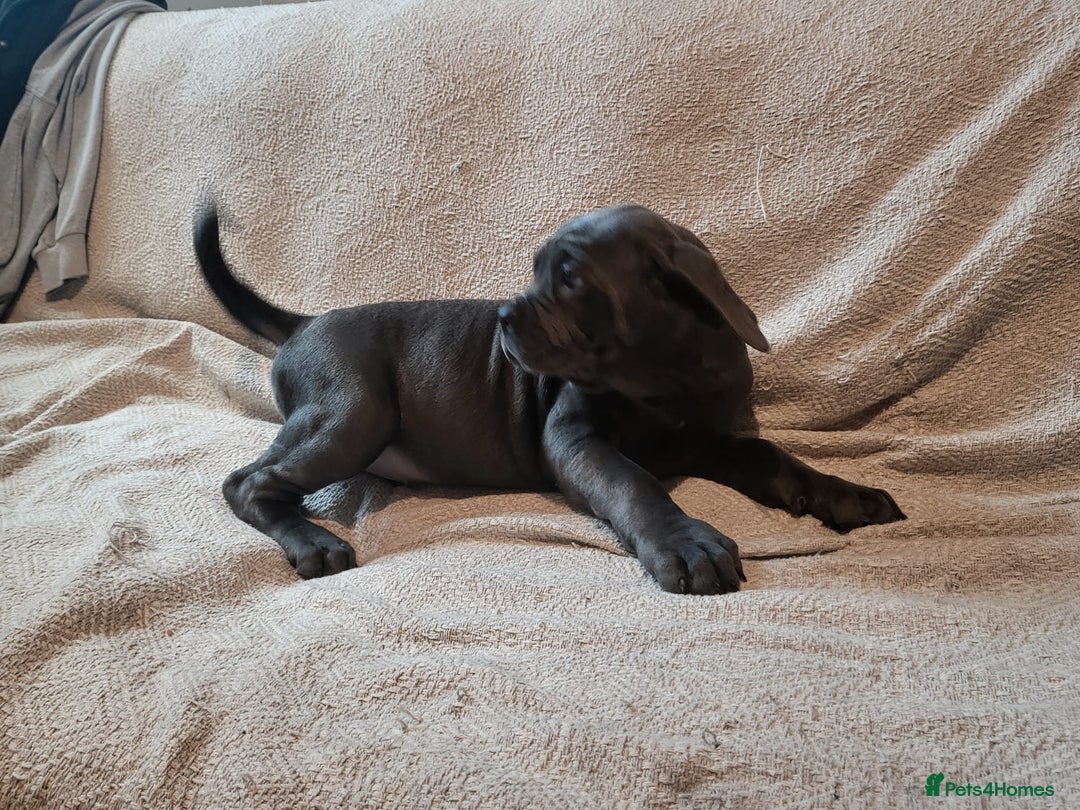 Cane Corso dogs for sale: Cane Corso - Advert 11