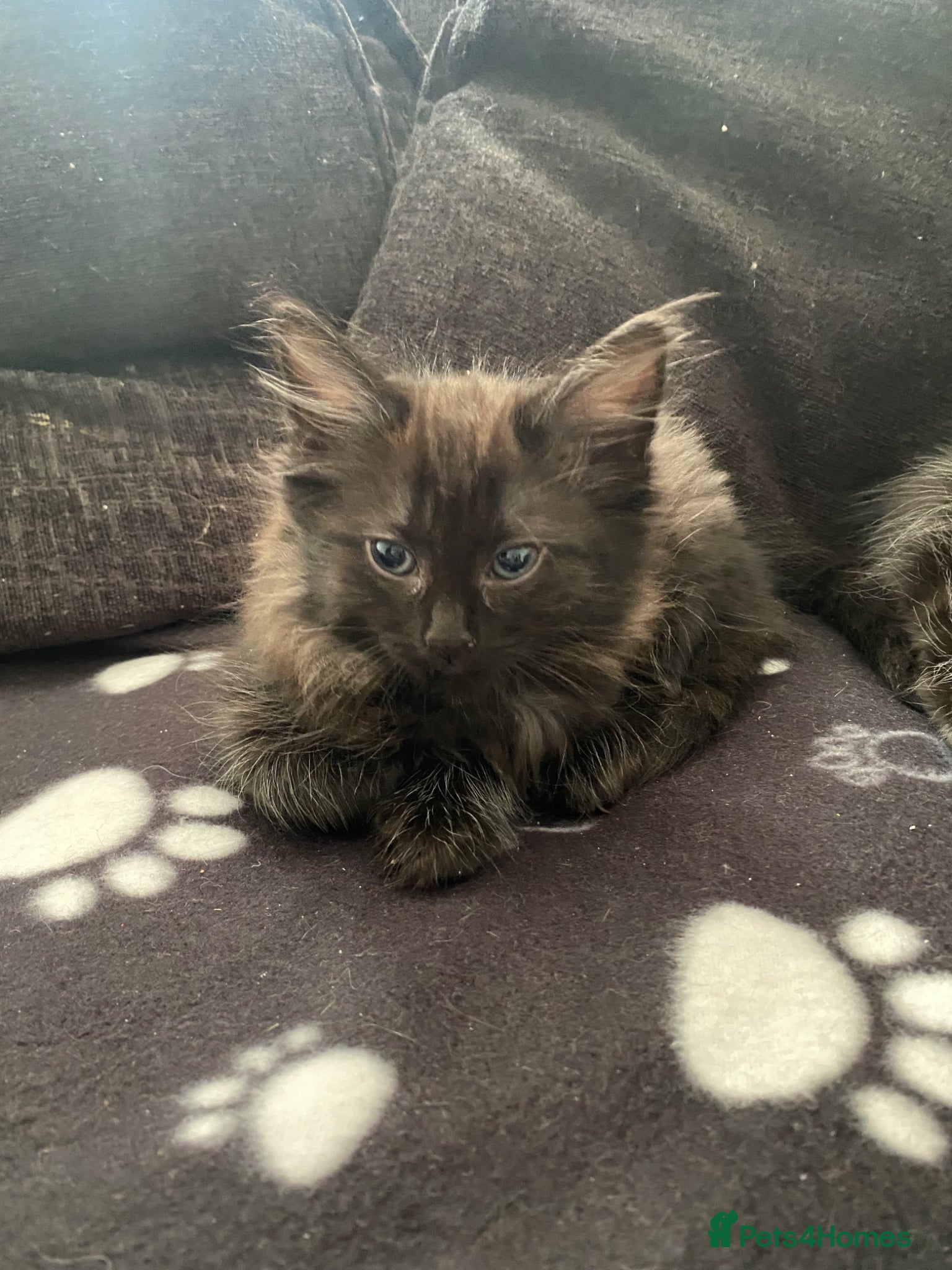 Mixed Breed cats stunning kittens for sale - Advert 3