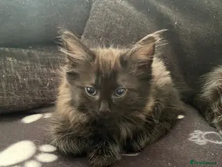 Mixed Breed cats stunning kittens for sale - Advert 3