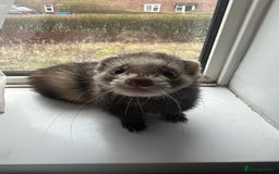 Ferret rodents for sale: 2 Bonded male ferrets, cage and full set up - Image 7