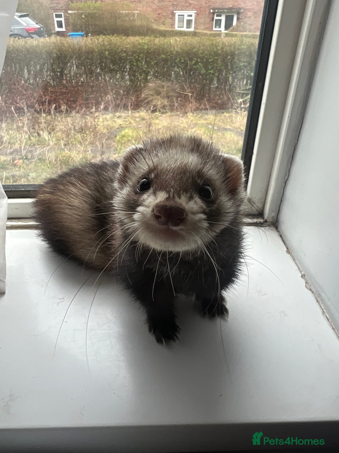 Ferret rodents for sale: 2 Bonded male ferrets, cage and full set up - Image 7