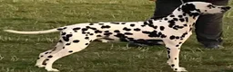 Dalmatian dogs for sale: Dalmatian Puppies - Advert 3
