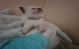 Ragdoll cats for sale: 7 beautiful fluffy Ragdoll cats.  - Image 34