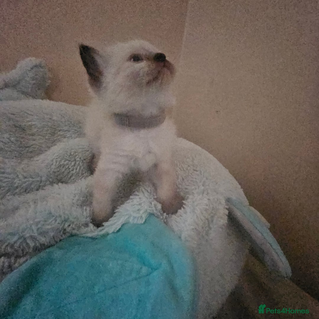 Ragdoll cats for sale: 7 beautiful fluffy Ragdoll cats.  - Image 34