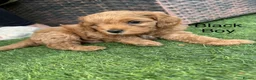 Cavapoo dogs for sale: Backcrossed/ F1b cavapoo - Advert 20