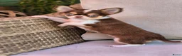 Chihuahua dogs for sale: Amazing Longcoat Apple head Chihuahua Puppies  - Advert 24