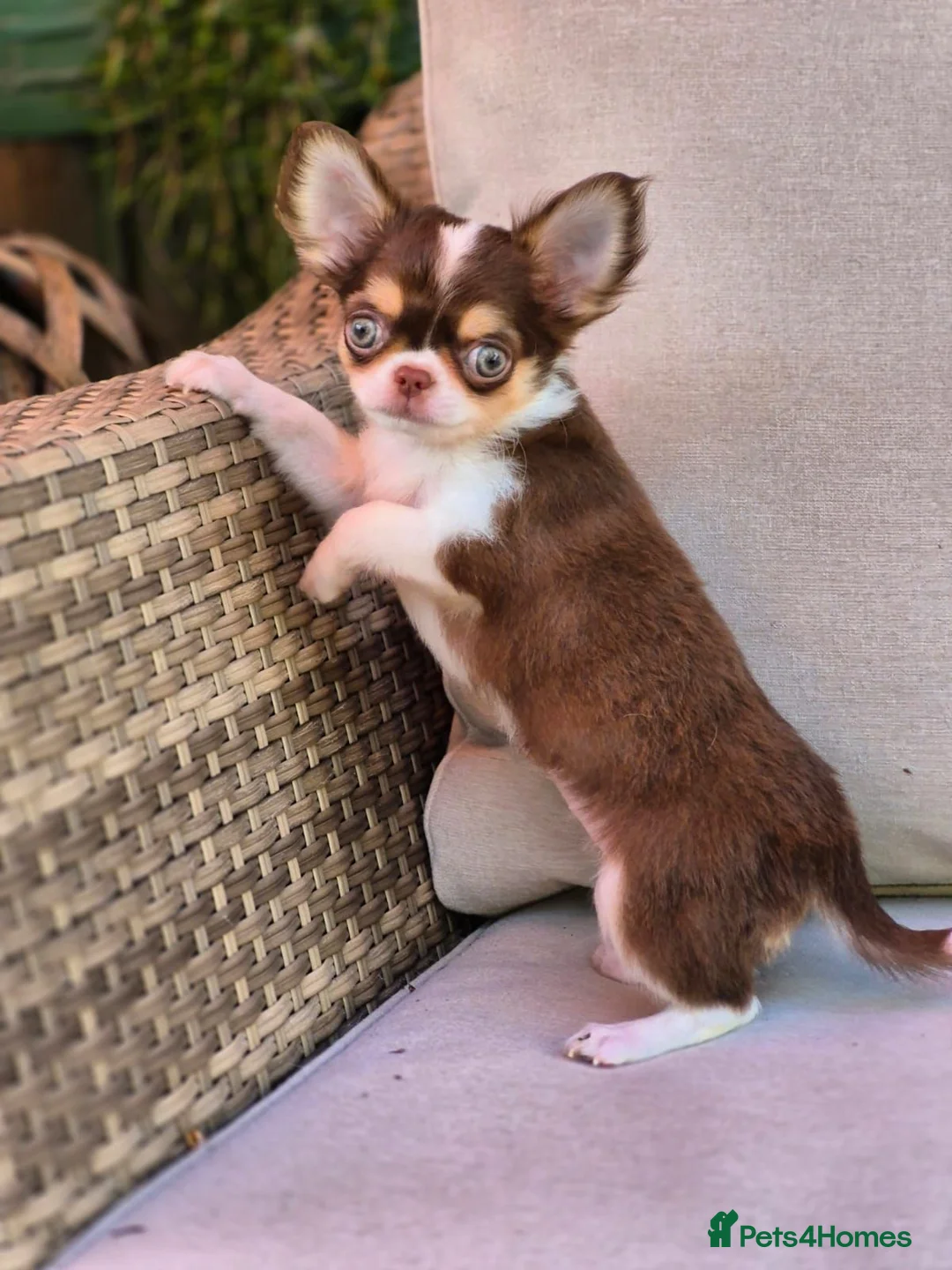 Chihuahua dogs for sale: Amazing Longcoat Apple head Chihuahua Puppies  - Advert 24