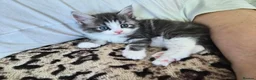 Mixed Breed cats for sale: Main Coon Mix - Advert 8