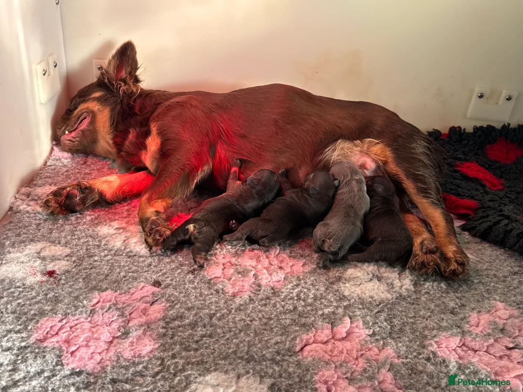 French Bulldog dogs for sale: 5 Full Fluffy French Bulldogs Puppies  - Advert 2