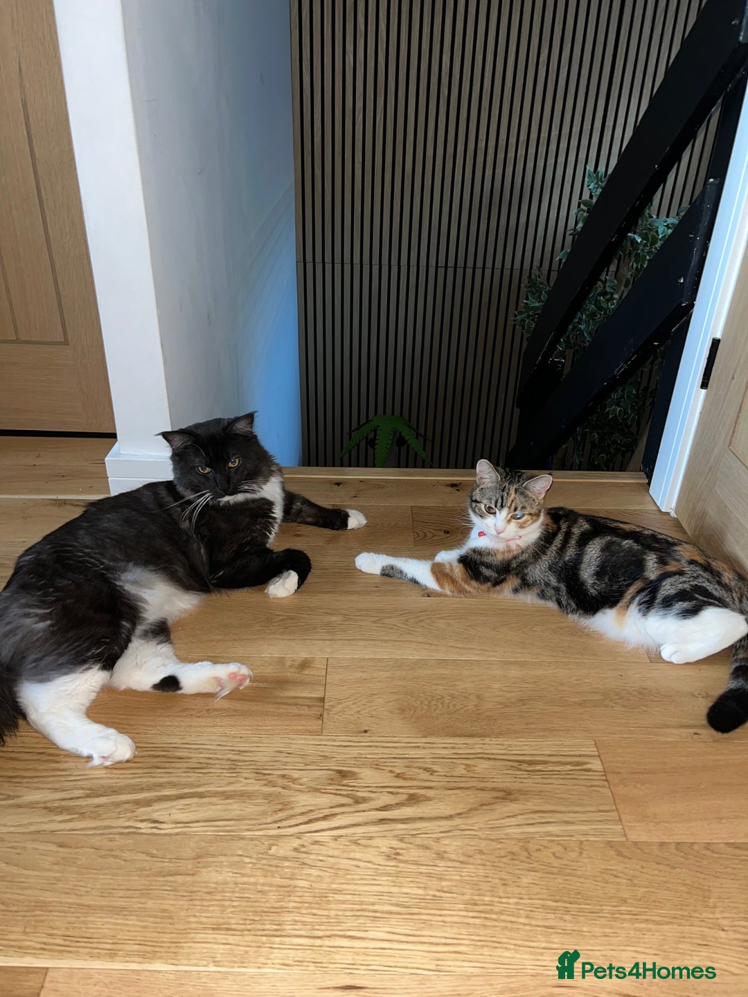 Domestic Shorthair cats for sale: Domestic shorthair x Maine Coon - Advert 3