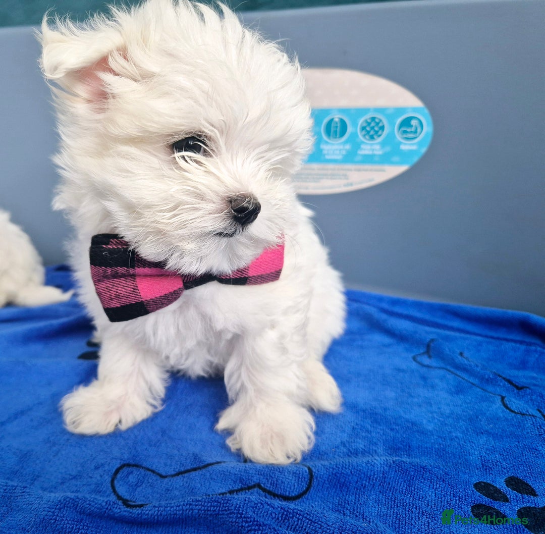 Maltese dogs for sale: Maltese - Image 2