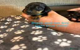 Miniature Dachshund dogs for sale: 7 beautiful miniature dachshund puppies for sale - Image 13