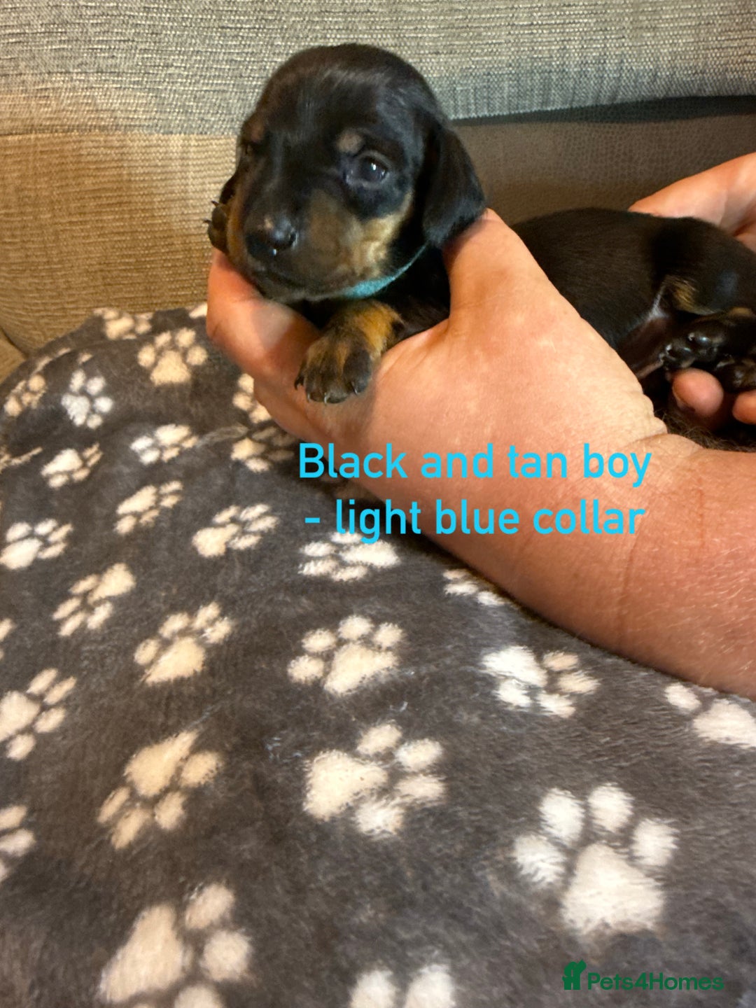 Miniature Dachshund dogs for sale: 7 beautiful miniature dachshund puppies for sale - Image 13