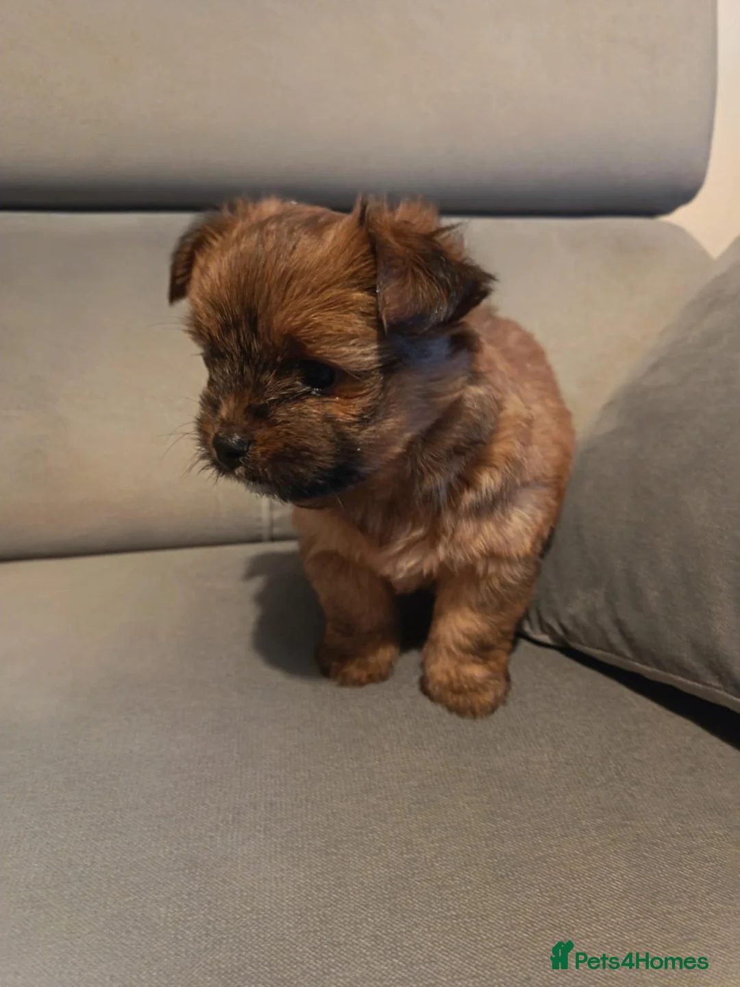 Mixed Breed dogs for sale: 3 Mixed breed puppies  - Advert 9