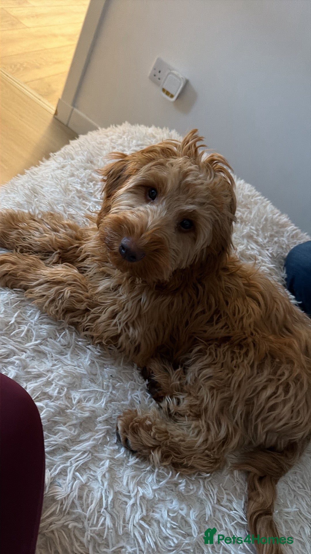 Cockapoo dogs for sale: Cockapoo Pup  - Advert 5