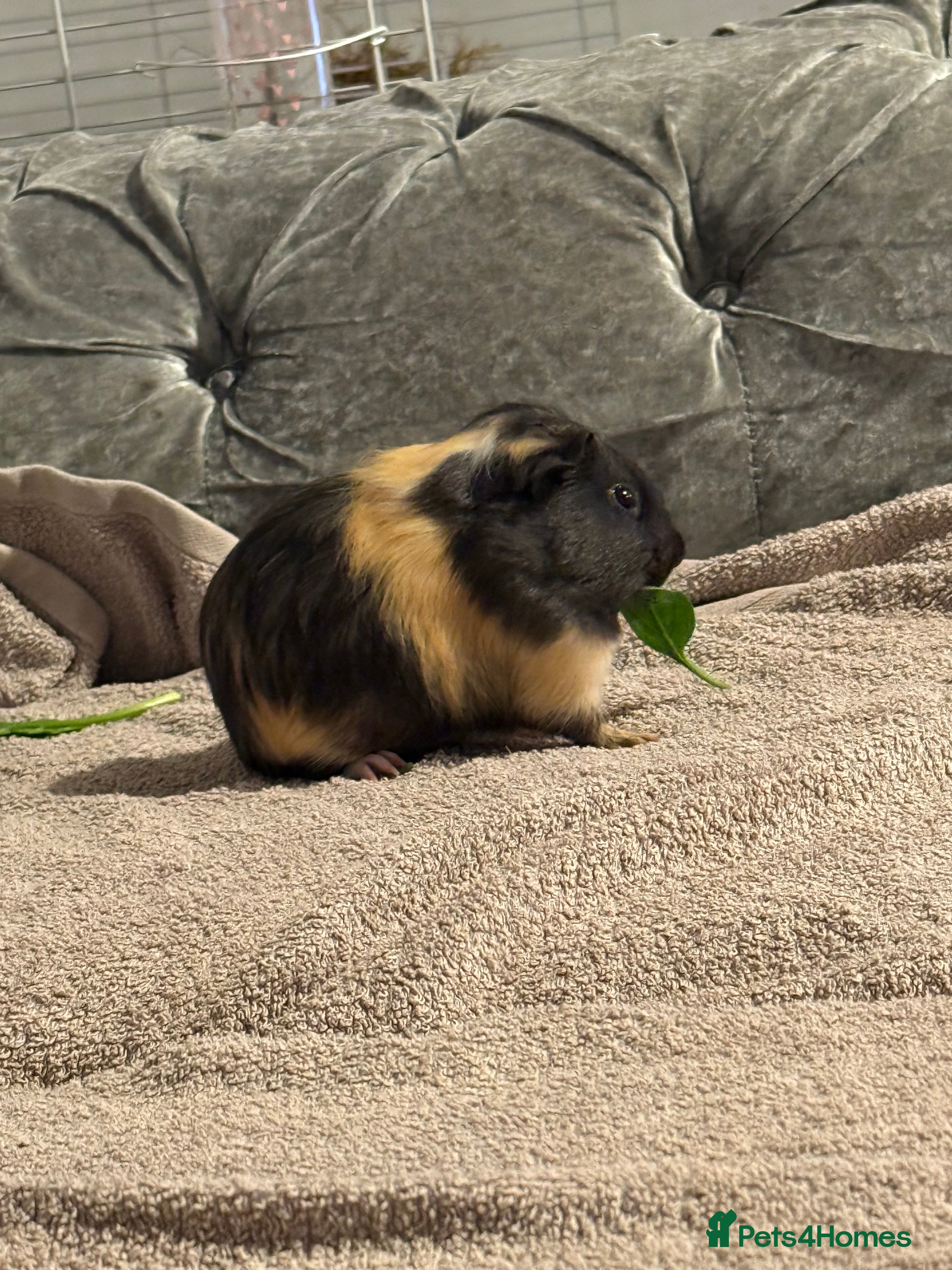 Guinea Pig rodents Male guinea pig  in Northallerton - Advert 1