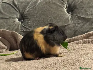 Guinea Pig rodents Male guinea pig in Northallerton - Advert 1