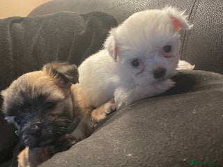 Mixed Breed dogs Imperial Zuchon cross maltese - Advert 4