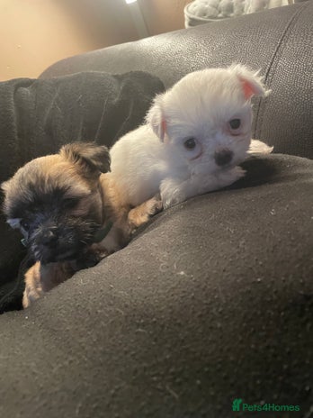 Mixed Breed dogs Imperial Zuchon cross maltese - Advert 7