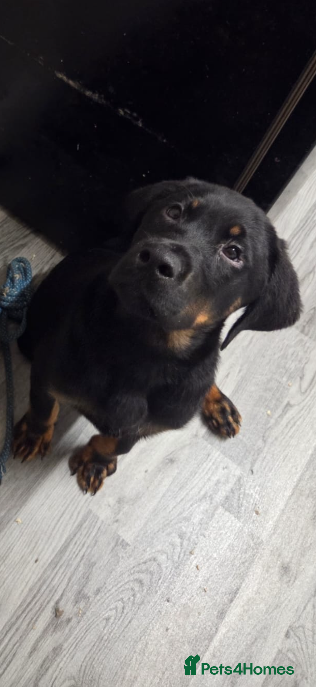 Mixed Breed dogs for sale: Rottweiler X - Advert 7