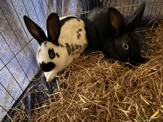 English rabbits Mixed female and male rabbits - Advert 1