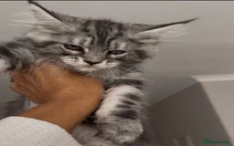 Maine Coon cats for sale: Outstanding pedigree kittens - Image 18