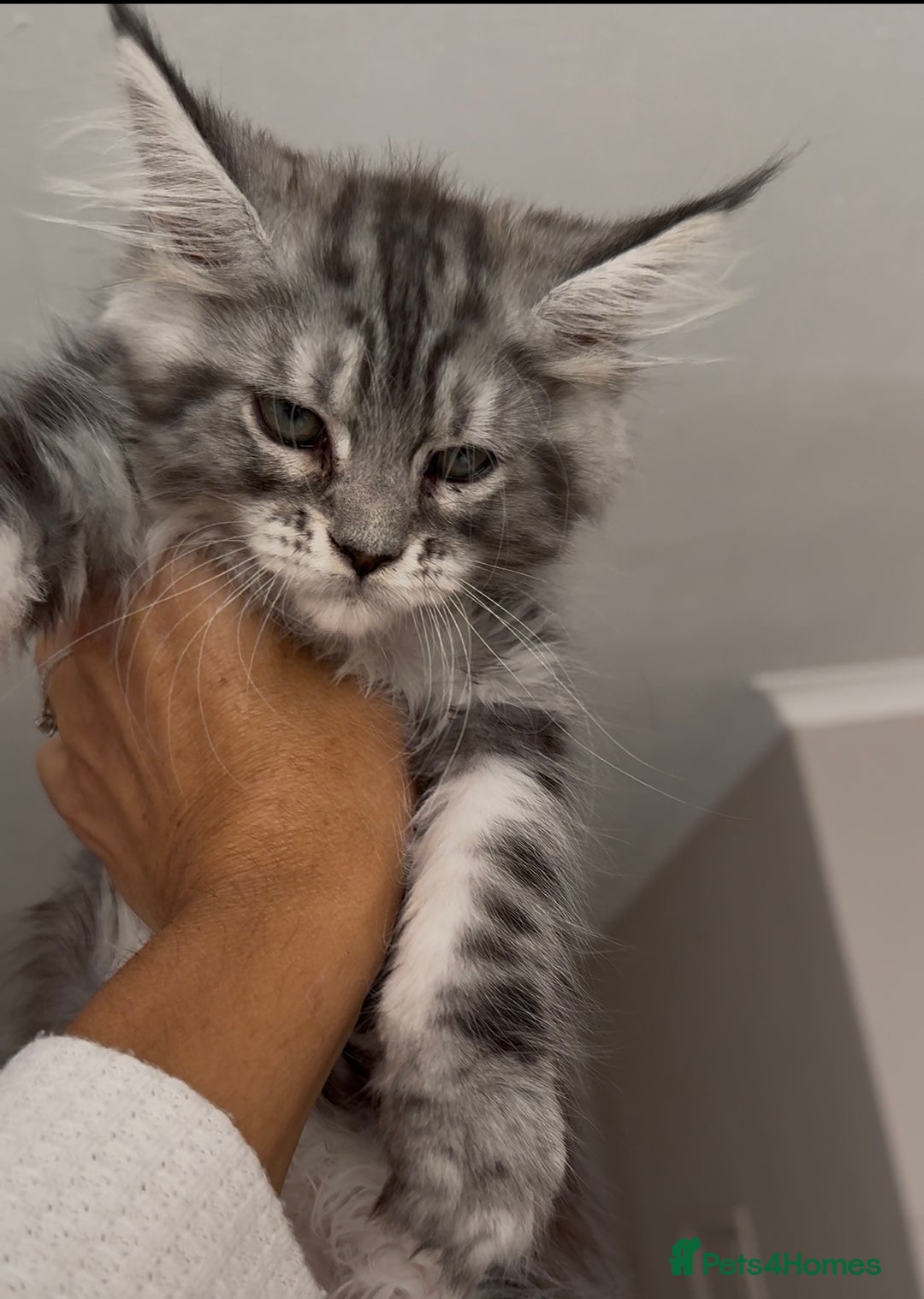 Maine Coon cats for sale: Outstanding pedigree kittens - Image 18